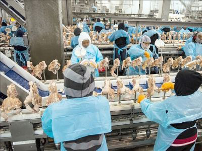 DRF SA frozen chicken exporters