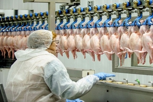 DRF SA frozen chicken exporters